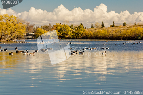 Image of The pond