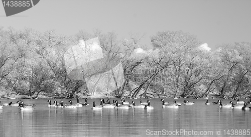 Image of Geese in the pond