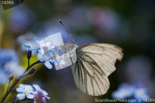 Image of White Butterfly