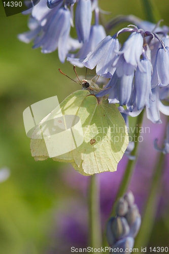 Image of Brimstone Butterfly