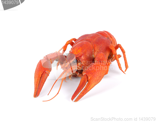 Image of Boiled crawfish isolated on white background