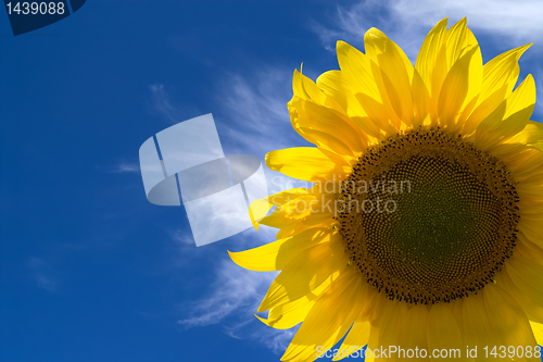 Image of Sunflower against blue sky
