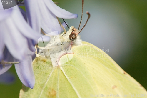 Image of  Brimstone Butterfly