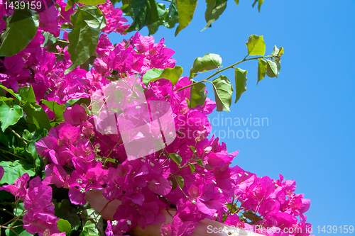 Image of bougainvillea