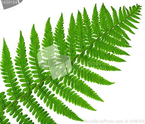 Image of leaf  fern isolated close up 