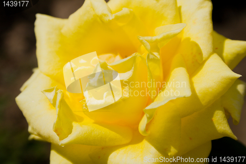 Image of rose in garden