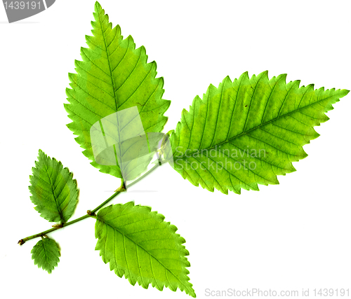 Image of leaf of tree