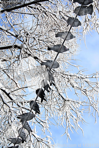 Image of Birds (pigeons) are sitting on a wire in the winter