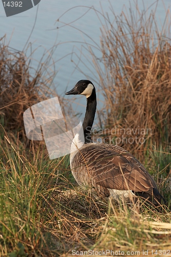 Image of Canadian Goose