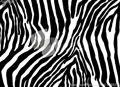 Image of  zebra as  pattern