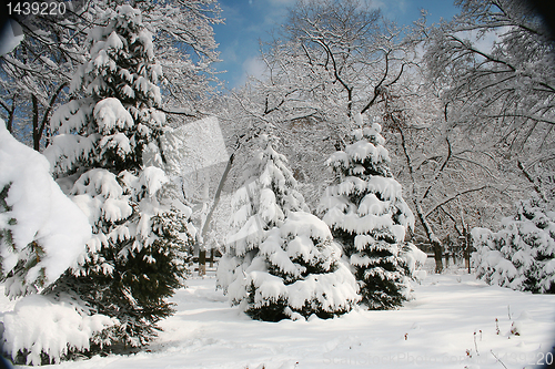 Image of snow in winter 