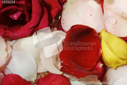 Image of Petals of roses as background