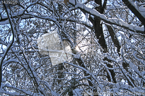 Image of cold winter