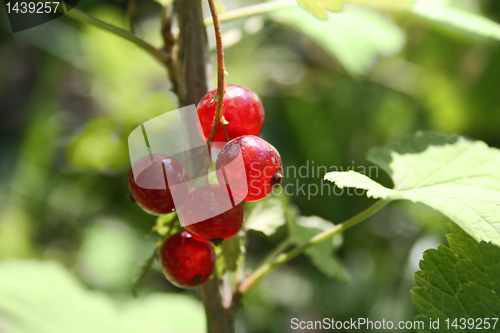 Image of red currant on the branch