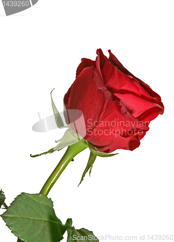 Image of red rose isolated close up