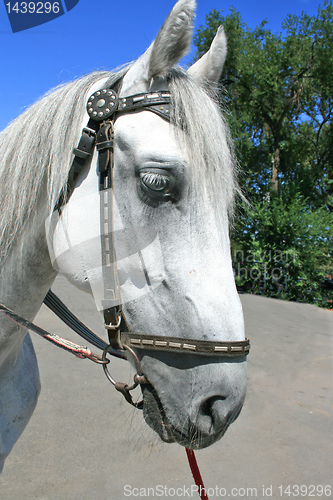 Image of head of horse