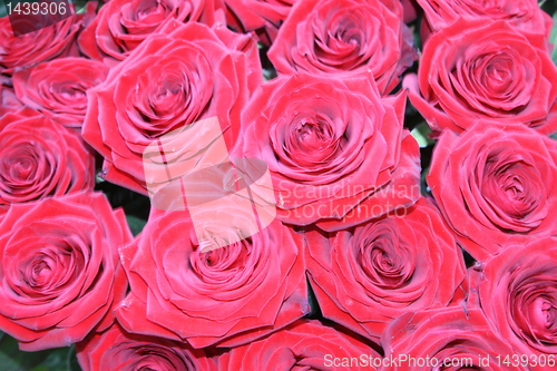Image of red roses  close up