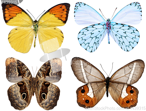 Image of collection of butterflies isolated on white