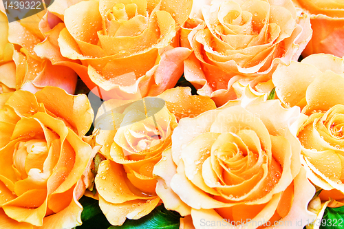 Image of yellow rose close up