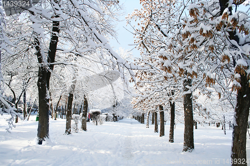 Image of park  landscape in winter 