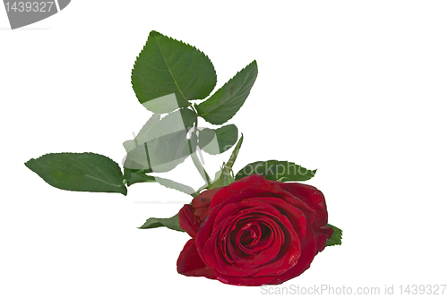 Image of red rose isolated close up