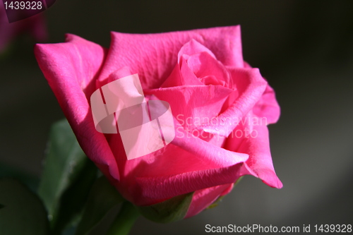 Image of red rose close up