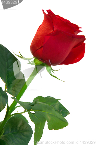 Image of red rose isolated close up