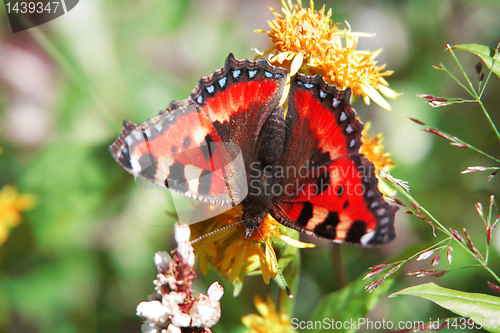 Image of butterfly and flower