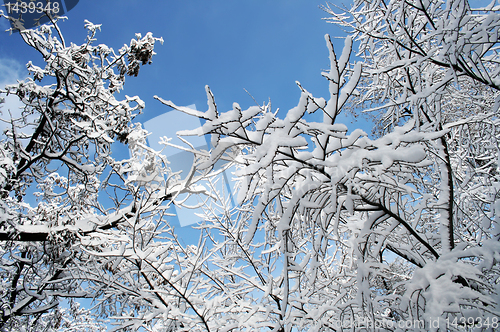 Image of Frozen window glass