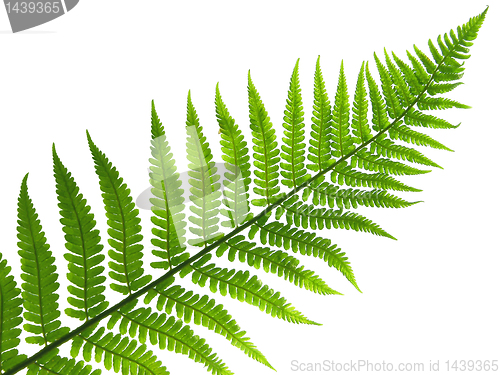 Image of  leaf of fern