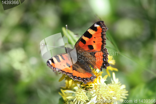 Image of butterfly and flower