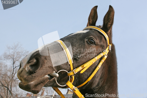 Image of head of horse