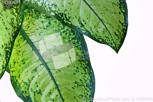 Image of leaf  of fern isolated close up 