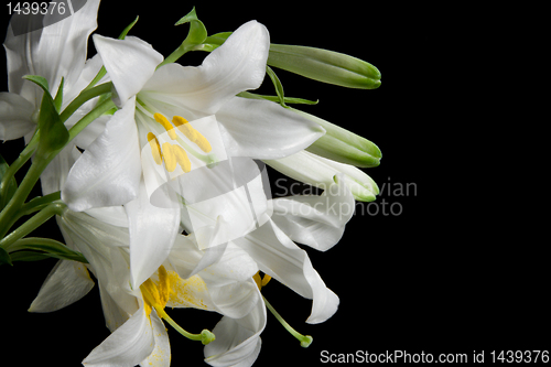 Image of lily on black