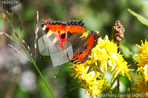 Image of butterfly and flower
