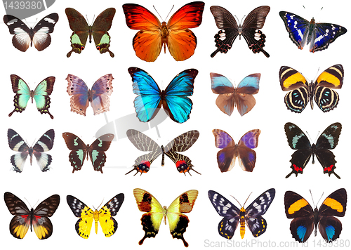 Image of Some various butterflies isolated on  white