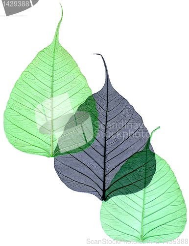 Image of Decorative skeleton leaf