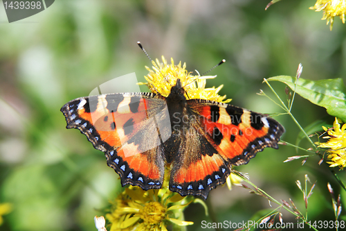 Image of butterfly and flower