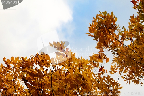 Image of Autumn Sky