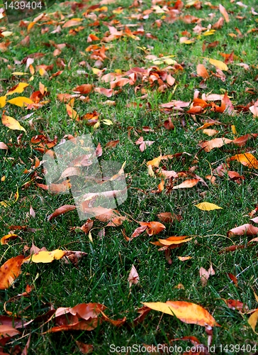 Image of Grass Leaves Autumn