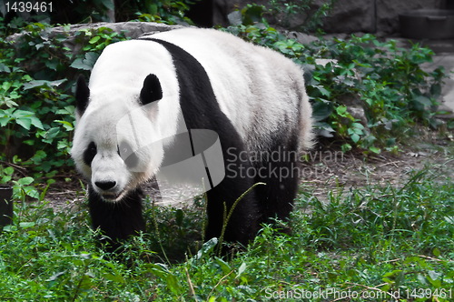 Image of Panda in zoo park