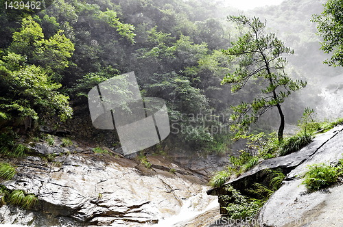 Image of Alone chinese tree in foggy forest