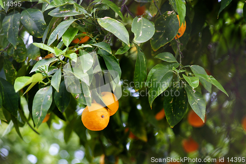 Image of Orange Tree