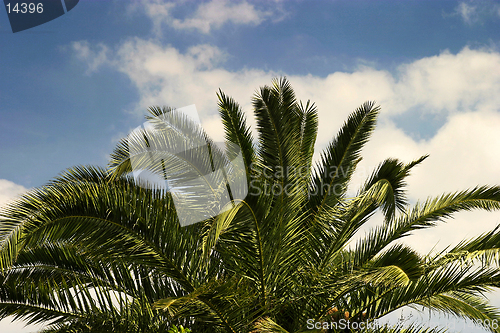 Image of Palm Tree