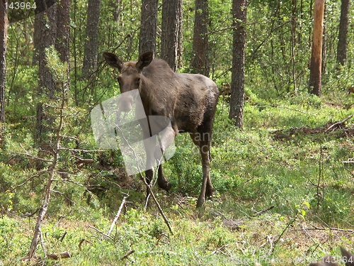 Image of Elk