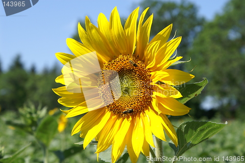 Image of Sunflower