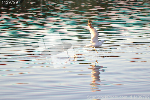 Image of Seagull taking off for flight