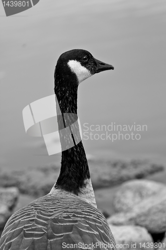 Image of Canadian Goose