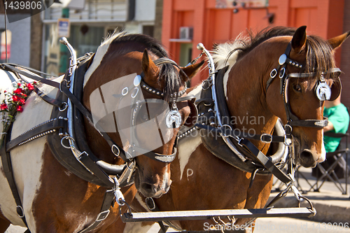 Image of Two horses