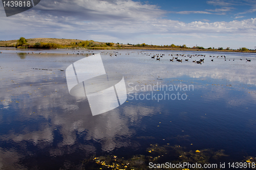 Image of The pond